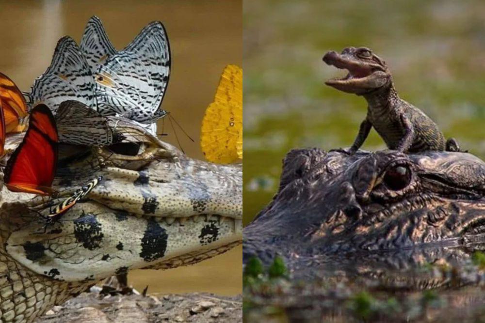 8 Potret Kocak Buaya dan Aligator Tampil Gemoy, Jiwa Sangarnya Hilang!