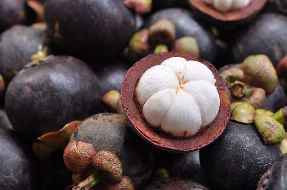 ilustrasi buah manggis (pixabay.com/taboty)