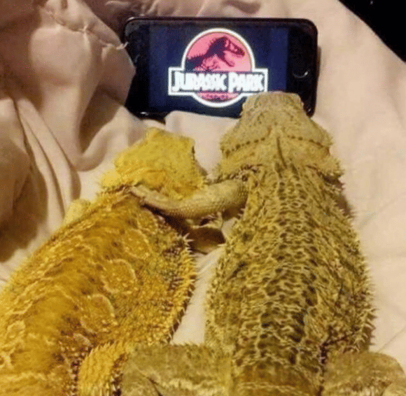 potret pasangan hewan romantis bak lagi prewed (instagram.com/disturbingzone)