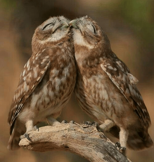 potret pasangan hewan romantis bak lagi prewed (reddit.com/Visible-Attention-50)