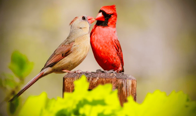 potret pasangan hewan romantis bak lagi prewed (reddit.com/avsameera)