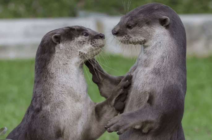 potret pasangan hewan romantis bak lagi prewed (reddit.com/sdric)