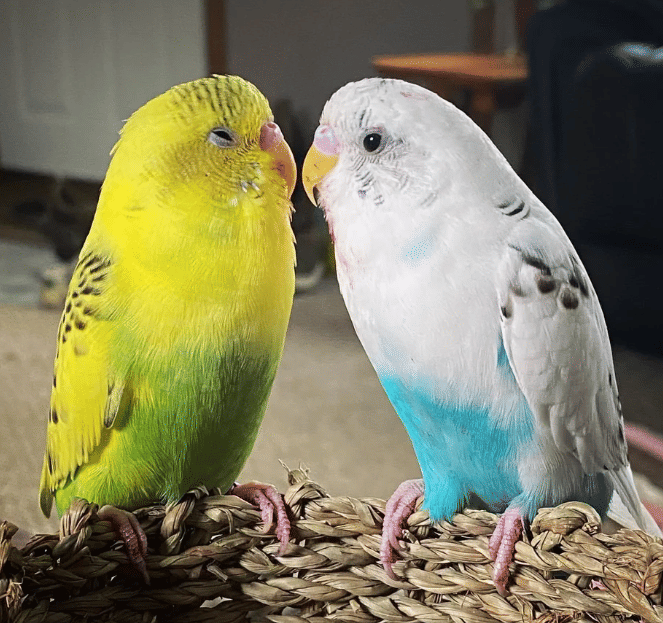 potret pasangan hewan romantis bak lagi prewed (reddit.com/VeteranDragon)