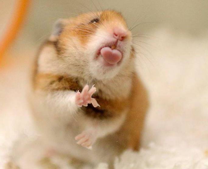 potret hamster berpose dengan jari (reddit.com/Cryptic_Hodler)