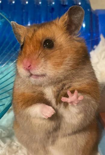 potret hamster berpose dengan jari (reddit.com/nickylk_)