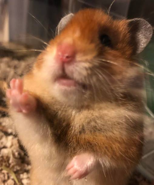 potret hamster berpose dengan jari (reddit.com/deleted])