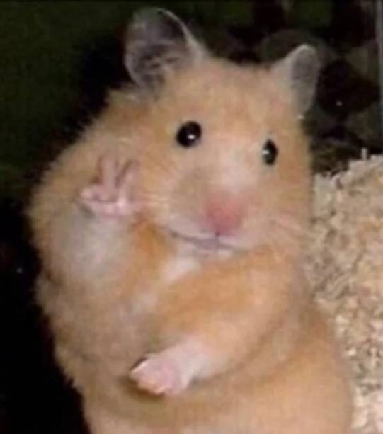 potret hamster berpose dengan jari (reddit.com/Billard24)