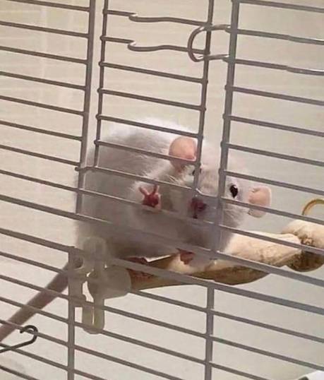potret tikus berpose dengan jari (instagram.com/disturbingzone)