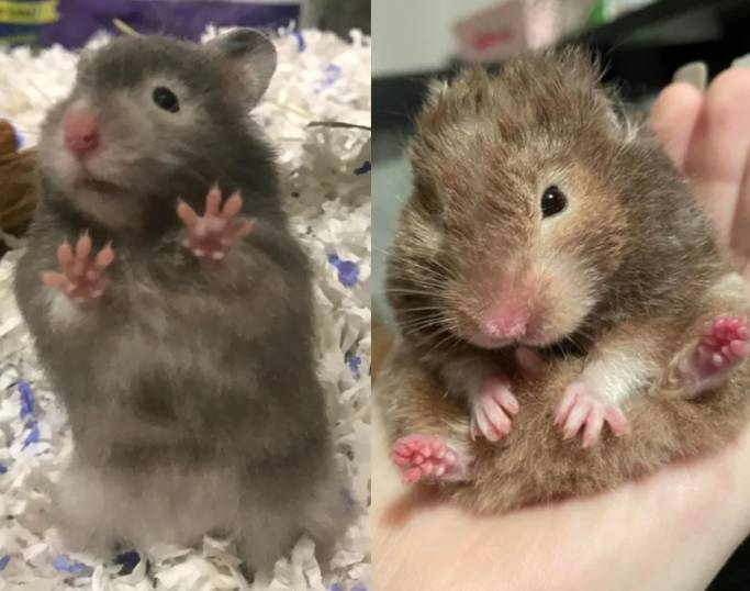 potret hamster berpose dengan jari (instagram.com/photogorl)
