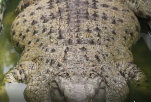 potret buaya tampil gemoy (reddit.com/chiefflerpynerps)