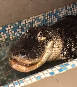 potret buaya tampil gemoy (reddit.com/stevexyz8)