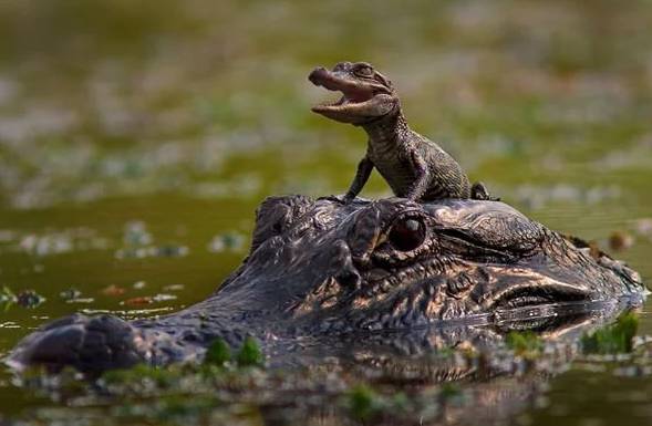 potret aligator tampil gemoy (reddit.com/Shinigamieyesyagami)