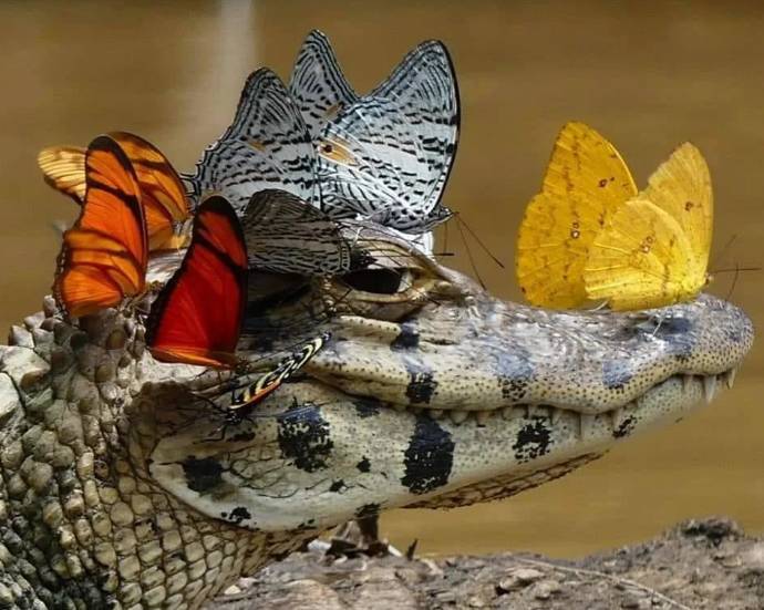 potret buaya tampil gemoy (reddit.com/j3ffr33d0m)