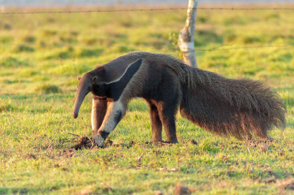 giant anteater (commons.wikimedia.org/Fernando Flores)
