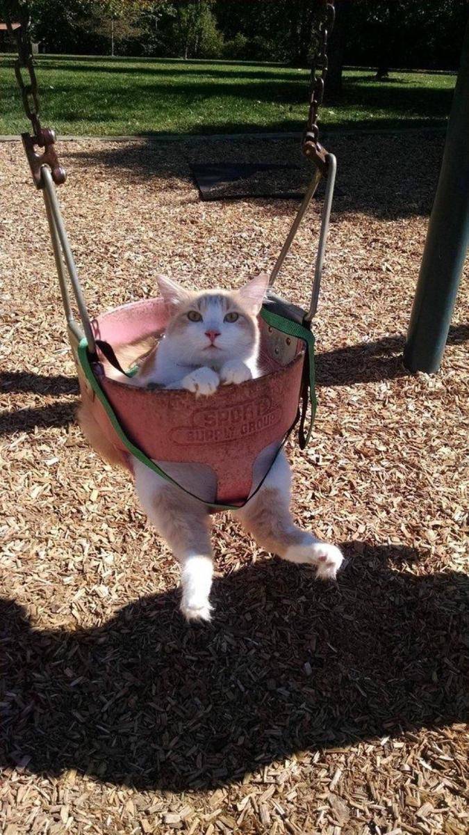 foto gemas kucing nongkrong di ayunan (reddit.com/user/BensonBlue04)