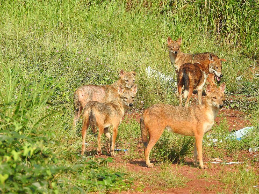 serigala emas  (commons.m.wikimedia.org/Afsarnayakkan)