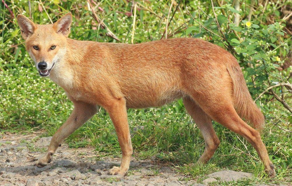 serigala emas  (commons.m.wikimedia.org/Shino jacob koottanad)