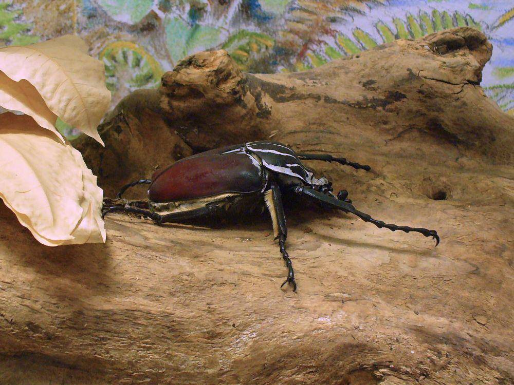 Kumbang goliath (commons.m.wikimedia.org/H. Zell)