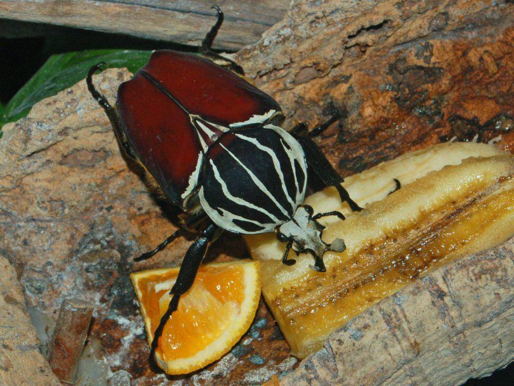 Kumbang goliath (commons.m.wikimedia.org/Hectonichus)