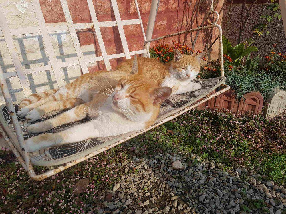 foto gemas kucing nongkrong di ayunan (reddit.com/user/Charming_Tiger_88)
