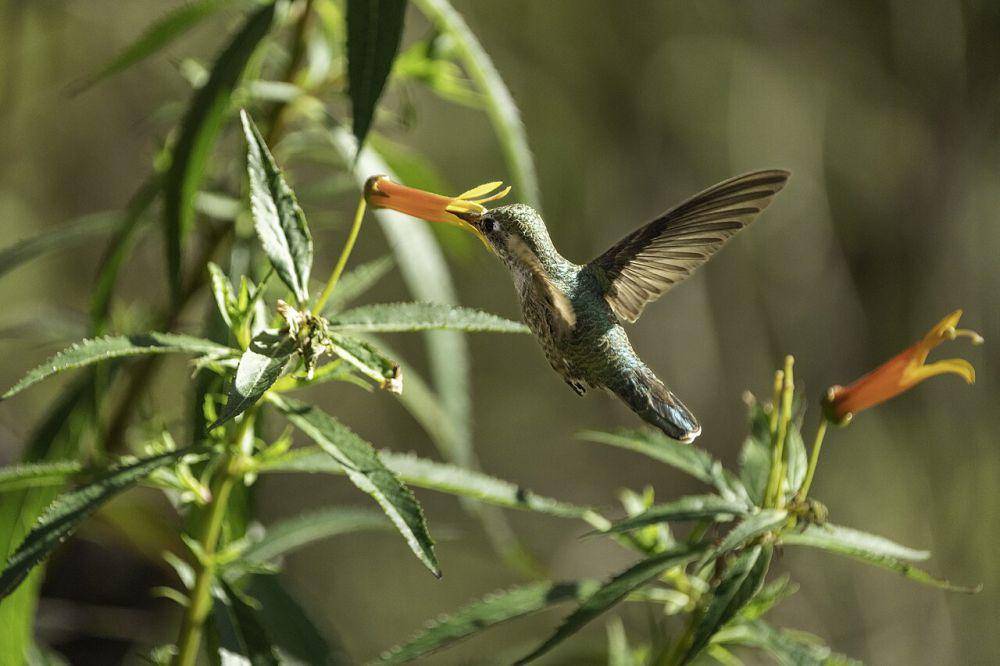burung kolibri menikmati nektar bunga (commons.wikimedia.org/Lorie Shaull)