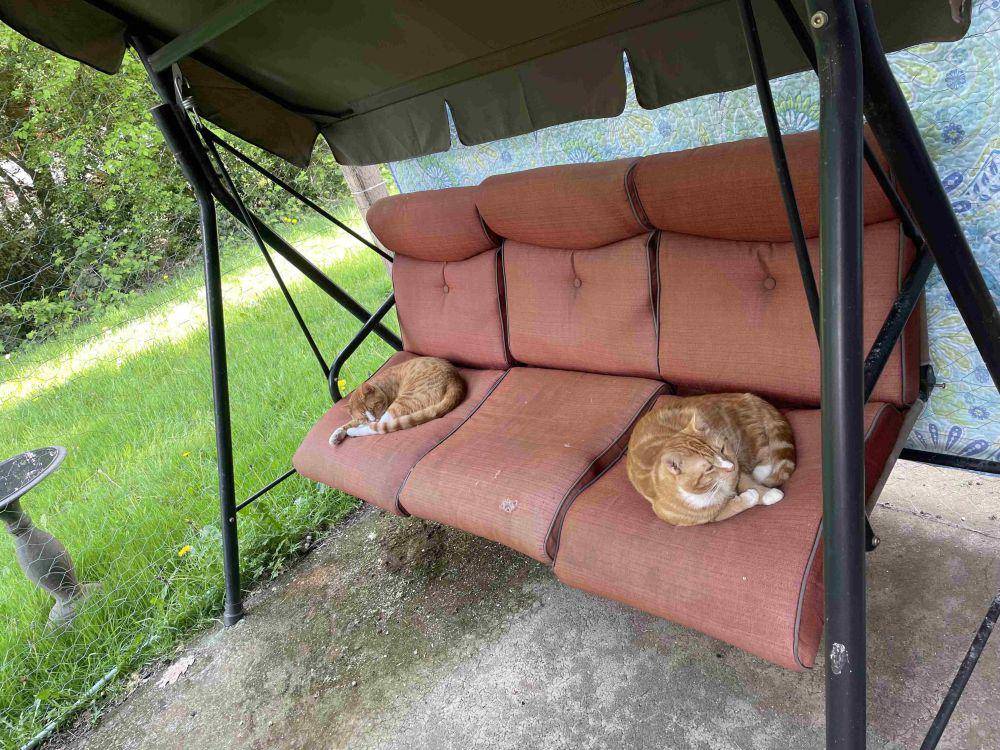 foto gemas kucing nongkrong di ayunan (reddit.com/user/maddskillz18247)