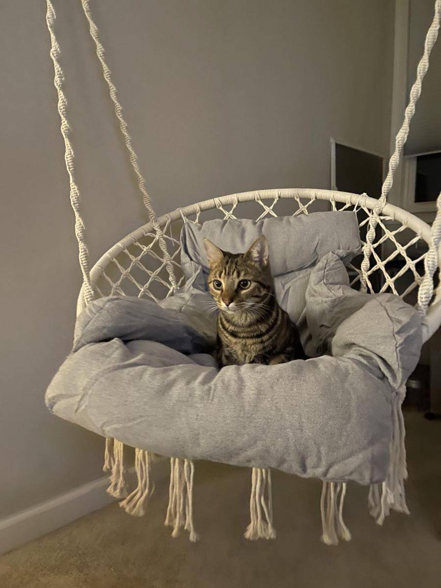 foto gemas kucing nongkrong di ayunan (reddit.com/user/Rocki8)