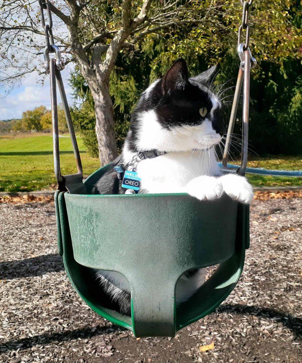 foto gemas kucing nongkrong di ayunan (reddit.com/user/anners6611)