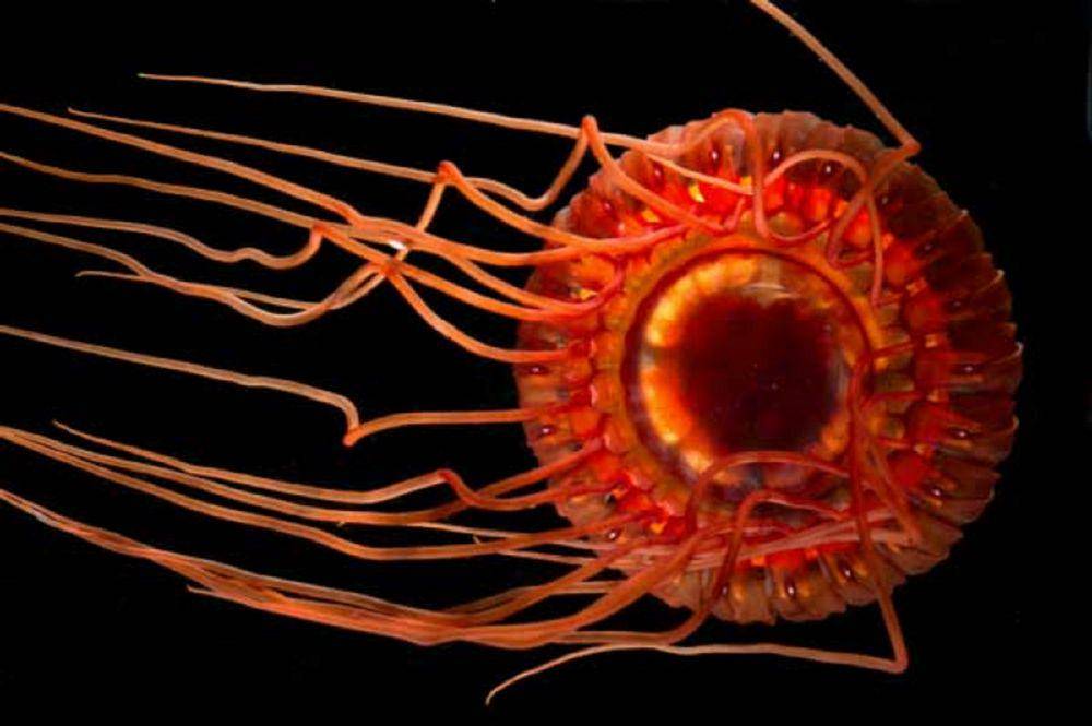 ilustrasi ubur-ubur Atolla (commons.wikimedia.org/NOAA Ocean Explorer)