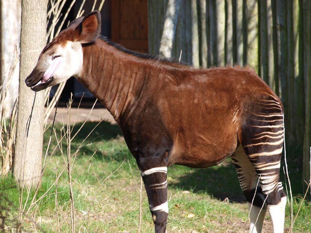hewan okapi yang sedang membersihkan matanya (commons.wikimedia.org/Nigel Swales)