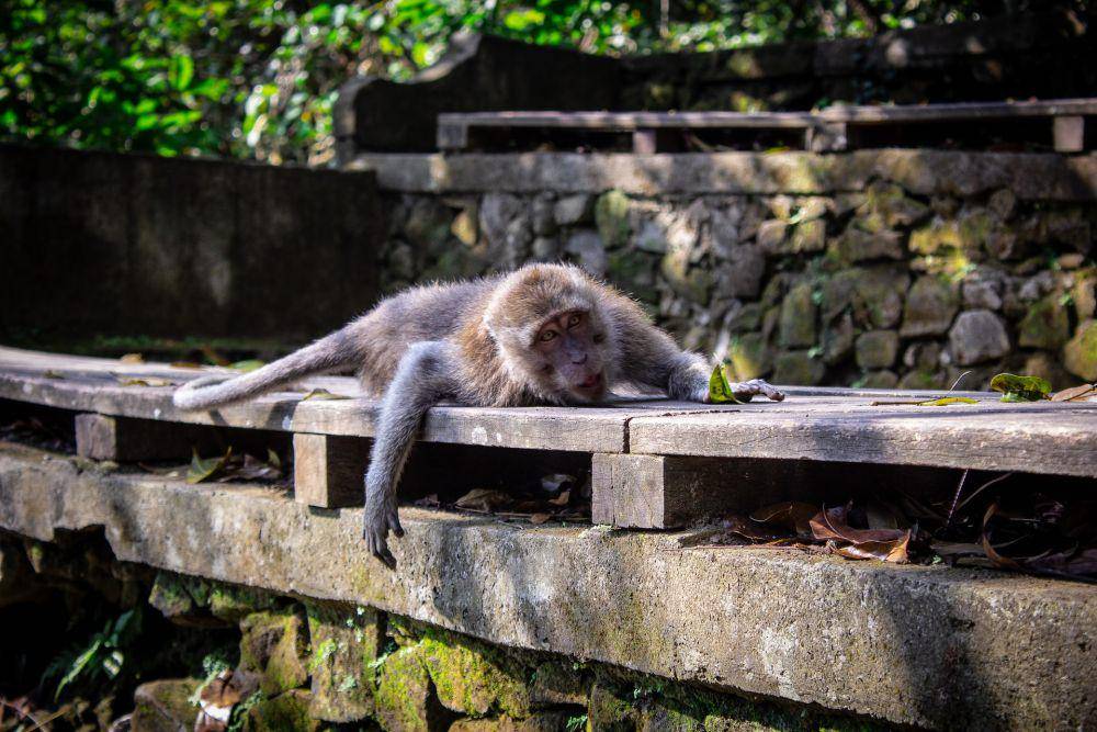 kera ekor panjang di Ubud, Bali (unsplash.com/ Joël de Vriend)