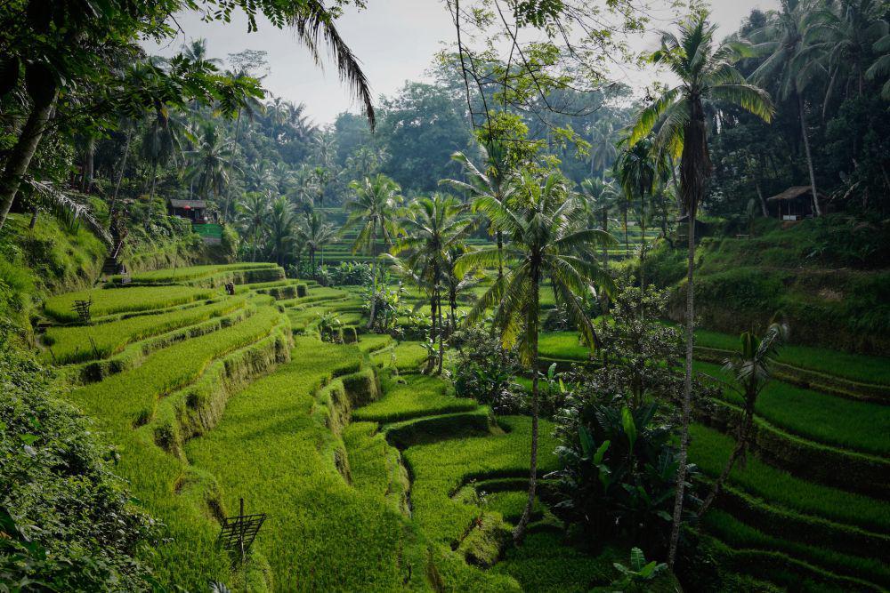 6 Aktivitas Liburan Seru di Ubud, Mampir ke Monkey Forest