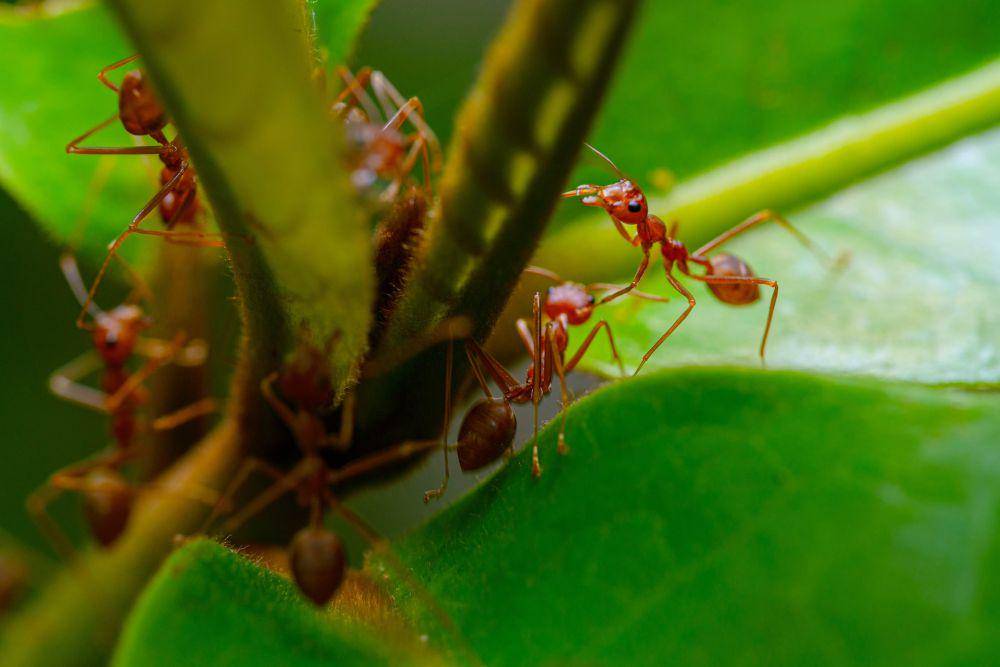 ilustrasi semut merah (unsplash.com/Oktavianus Mulyadi)