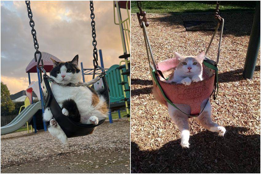 kolase foto gemas kucing nongkrong di ayunan (reddit.com/user/whtvrems | reddit.com/user/BensonBlue04)