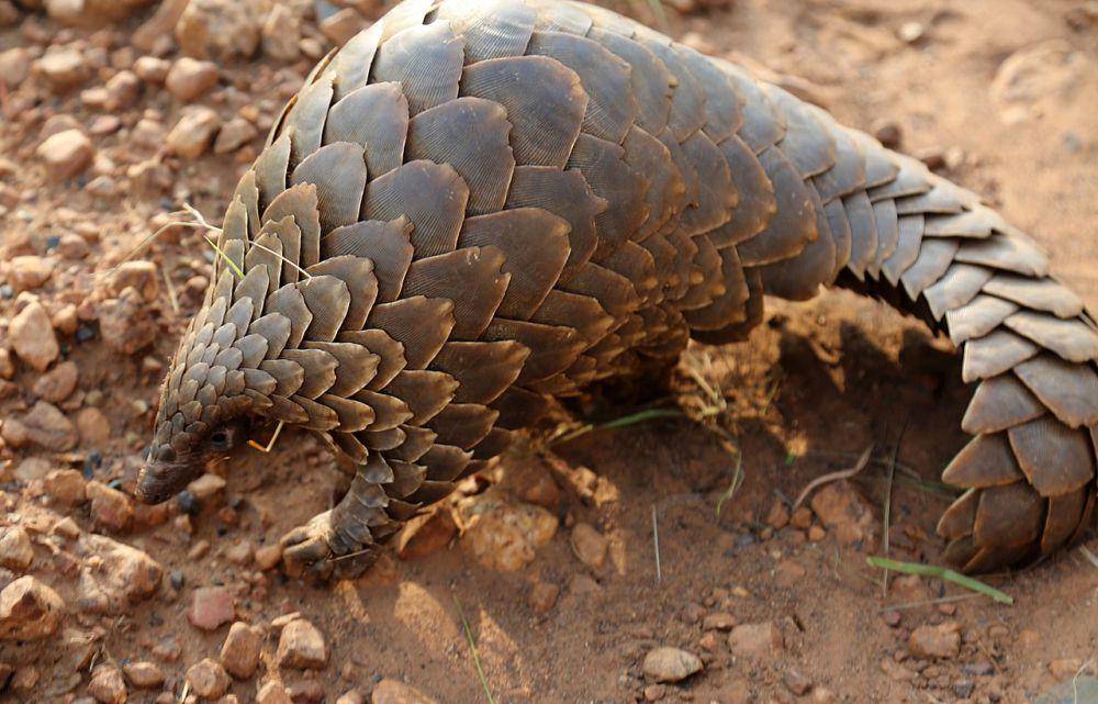 hewan pangolin (commons.wikimedia.org/flowcomm)