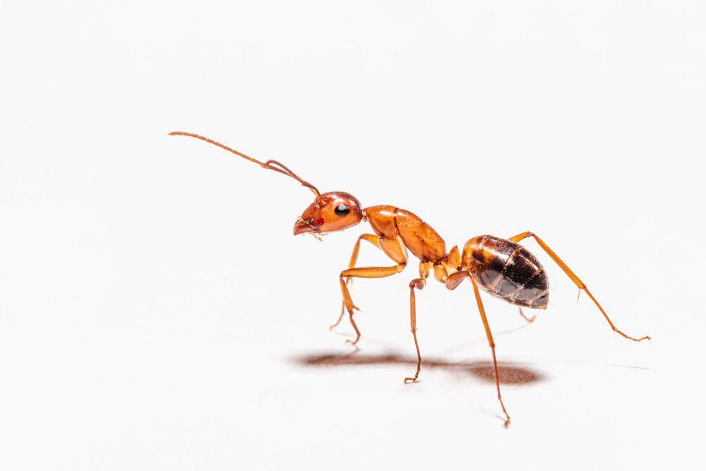 ilustrasi semut (unsplash.com/Peter F. Wolf)