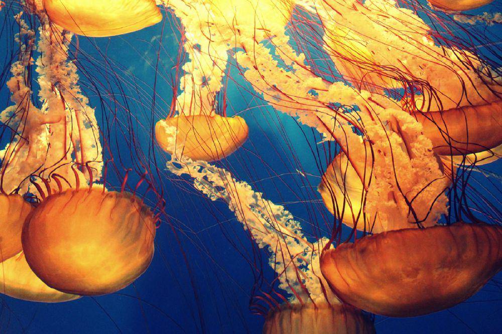 ilustrasi ubur-ubur Nettle Seas (pexels.com/Oday Hazeem)
