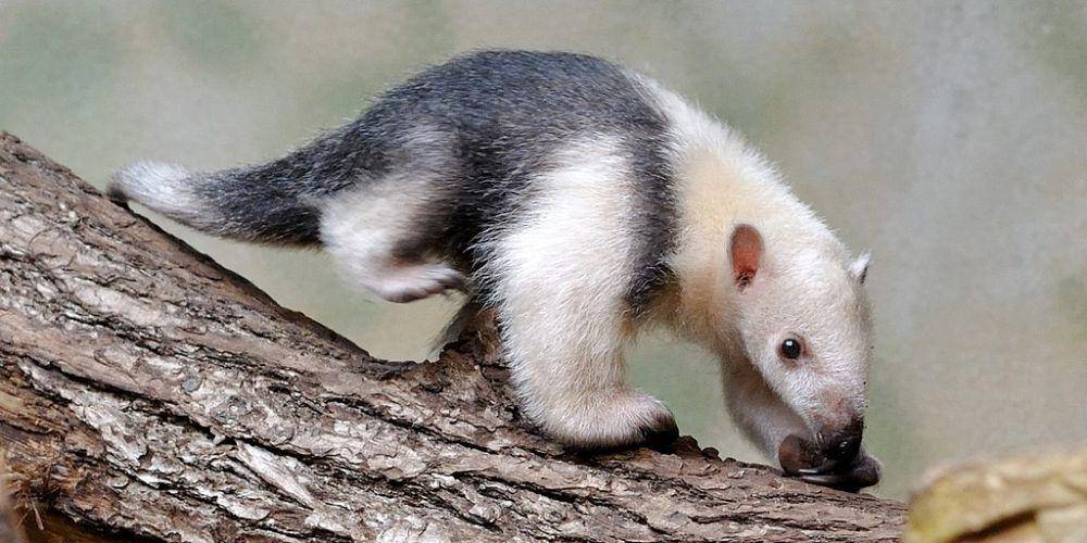 tamandua selatan atau southern tamandua (commons.wikimedia.org/WolfmanSF)
