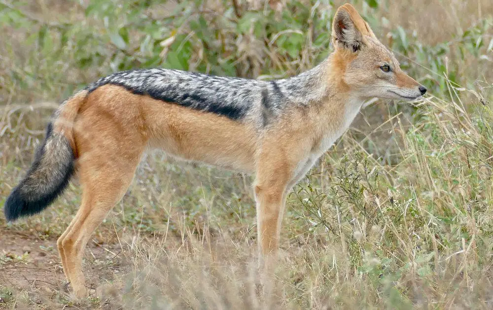 Katya Novikova blowjob Eshli Bruk bilan guruh pornosi