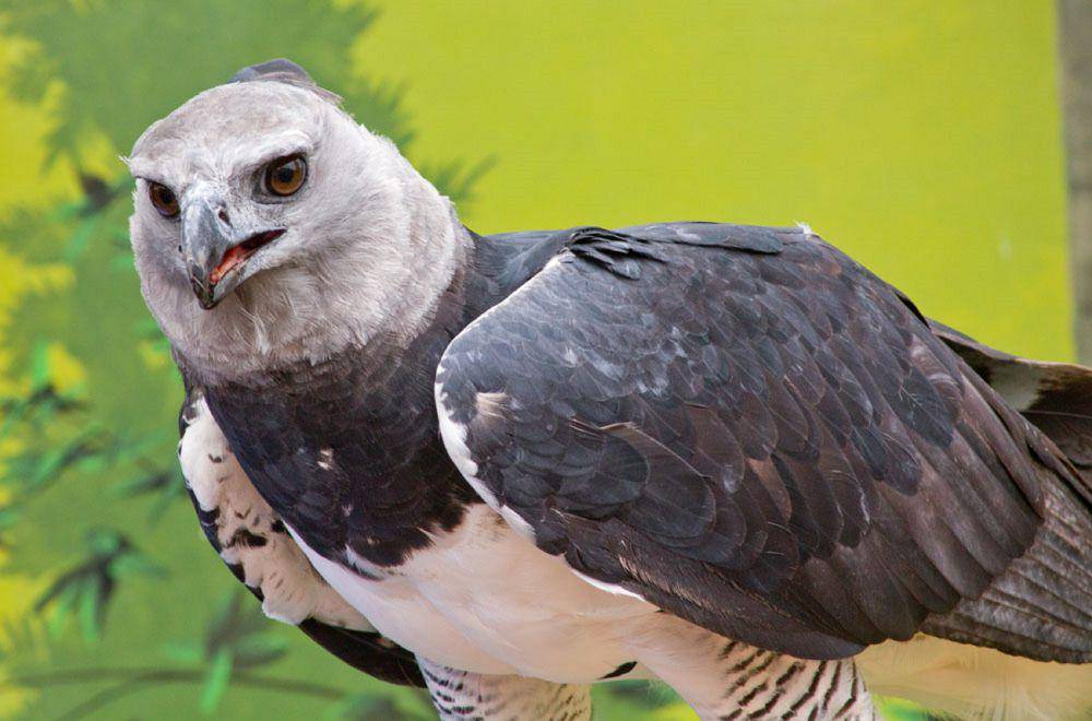 elang harpy (commons.wikimedia.org/Becker1999)
