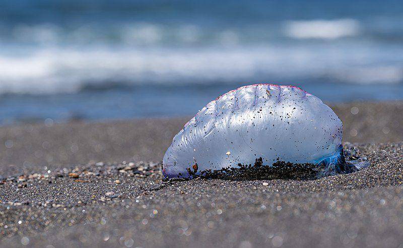 potret portuguese man 'o war, koloni hewan yang sangat mirip dengan ubur-ubur (commons.wikimedia.org/Jules Verne Times Two)