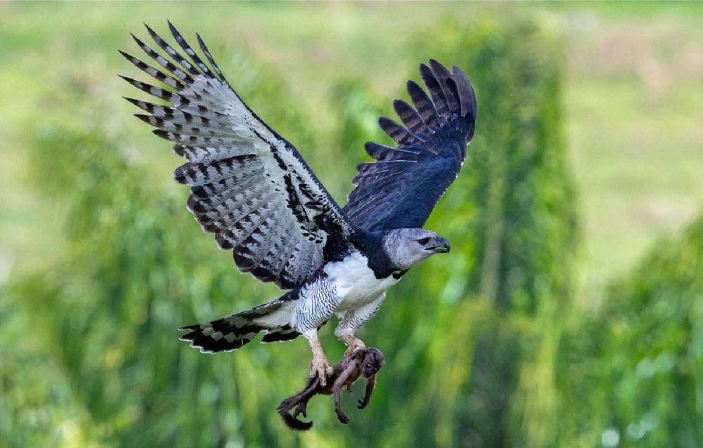 elang harpy (commons.wikimedia.org/Jiang Chunsheng)