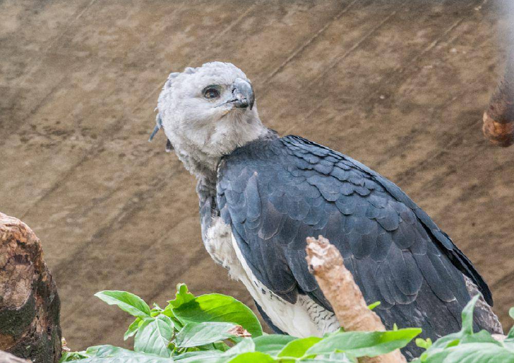 elang harpy (commons.wikimedia.org/Own Work)