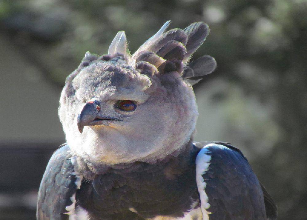 elang harpy (commons.wikimedia.org/Jitze Couperus)
