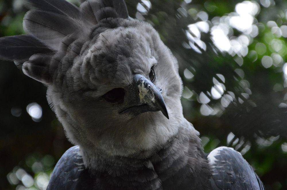 elang harpy (commons.wikimedia.org/Ivo Kruusamägi)