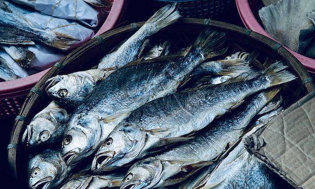 ilustrasi ikan tongkol (unsplash.com/James Wainscoat)