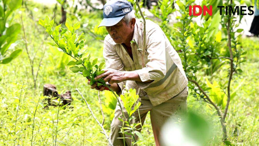 Petani Jeruk Purut Jorong Padang Datar. Doc/IDN Times
