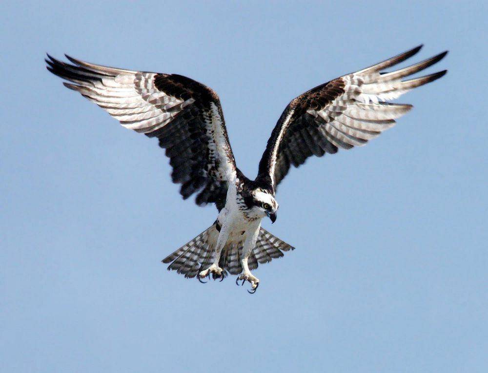 ilustrasi elang Harpy (pexels.com/pixabay)