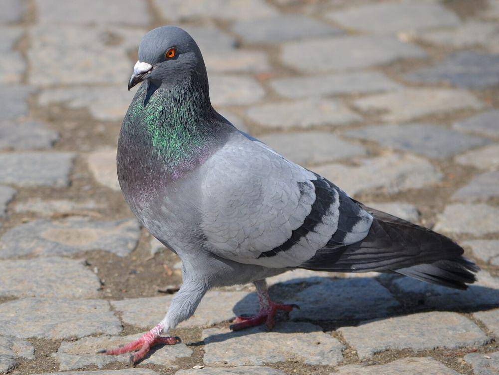 ilustrasi Columba livia (commons.wikimedia.org/Razvan Socol)