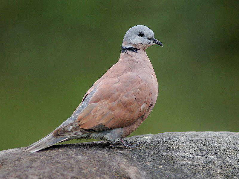 ilustrasi burung dari keluarga Columbidae (commons.wikimedia.org/Alnus)